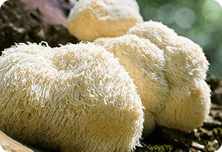 Neura Supplement Ingredients