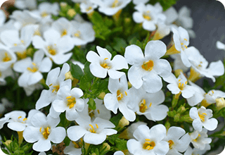 Neura Supplement Ingredients